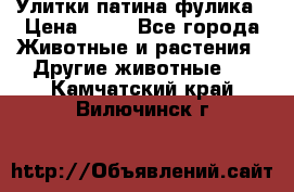 Улитки патина фулика › Цена ­ 10 - Все города Животные и растения » Другие животные   . Камчатский край,Вилючинск г.